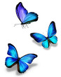 Three blue butterflies, isolated on white