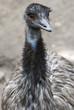 Photo: Bird emu (Dromaius novaehollandiae) Bird emu (Dromaius novaehollandiae)