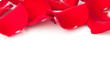 scattered red roses petals on white, festive background