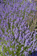 Lavender Flowers in garden