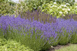 Lavender Flowers in garden