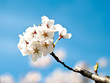 Spring Time