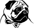 Mops mit Schleife