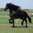 Gorgeous friesian stallion with long mane running on pasturage