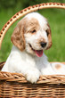 Puppy of English Cocker Spaniel in brown basket