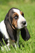 Gorgeous puppy of basset hound in the grass