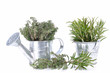 thym et romarin frais