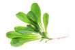 Ackersalat