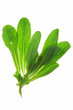 Ackersalat