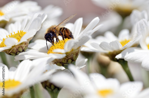 Photo: Honey bee feeding on anthemis flower Honey bee feeding on anthemis flower