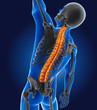 3D medical man with skeleton