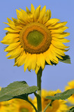Closeup single sunflower (Helianthus annuus)
