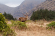 Reindeer