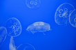 Jellyfish in the deep blue background