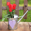 Rote Tulpen in Gieskanne