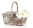Picnic basket with flowers, isolated on white