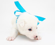 husky puppy