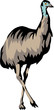 emu