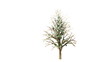 Growing Tree on White with Alpha Channel
