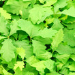 oak leafs background