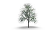 Growing Tree on White with Alpha Channel