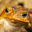 large tropical toad close-up