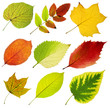 collection of tree leaves on white background