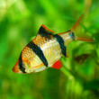 Tiger barb Puntius tetrazona in aquarium