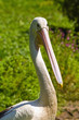 detailed view of the head pelican