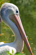 detailed view of the head pelican