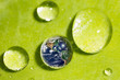 leaf with rain droplets