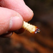 bug larva