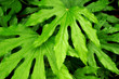 Photo: Dew on Philodendron Leaves Dew on Philodendron Leaves