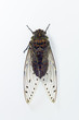 cicada
