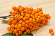 Fresh bunch of ashberry on wooden background