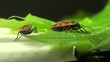 Firebug macro
