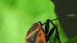 Firebug macro