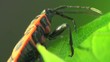 Firebug macro