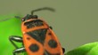 Firebug macro