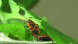 Firebug macro