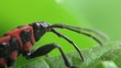 Firebug macro