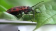 Firebug macro