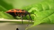 Firebug macro