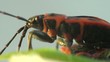 Firebug macro