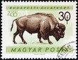 American bison (Bison bison) (Hungary 1961)