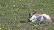 cute little calf on pasture