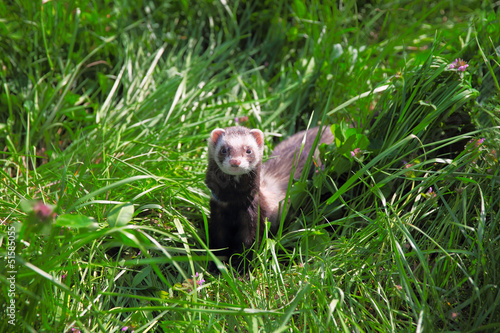 Photo: Sable ferret on the grass. Sable ferret on the grass.