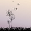 Butterfly 1904