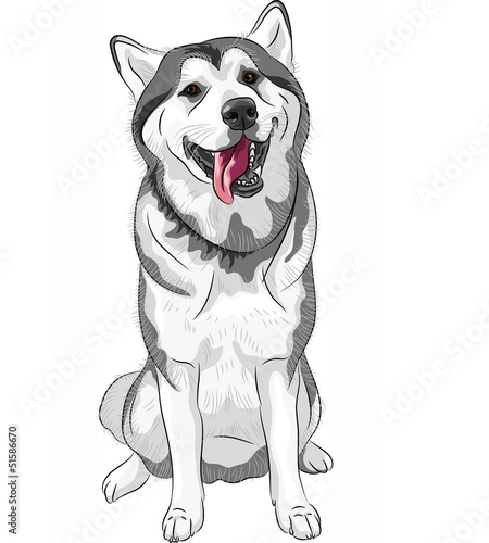 Vector: vector dog sled Siberian Husky breed sitting and smiling vector dog sled Siberian Husky breed sitting and smiling