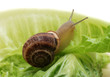 close up to snail on green background